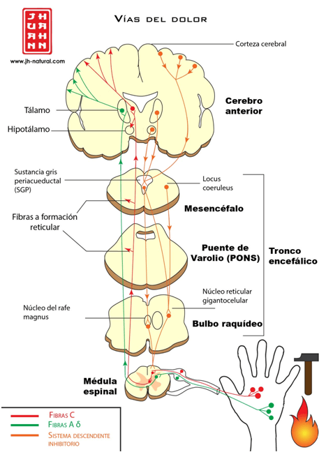 figura 2