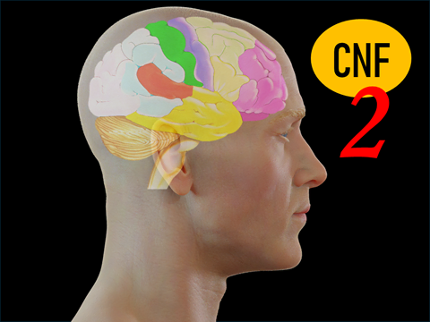 Icono Craneopuntura Neurofuncional 2